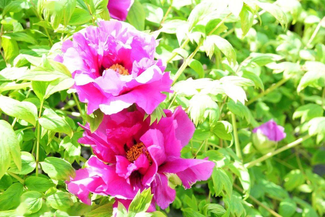 巢湖姥山岛景区千年古刹牡丹开