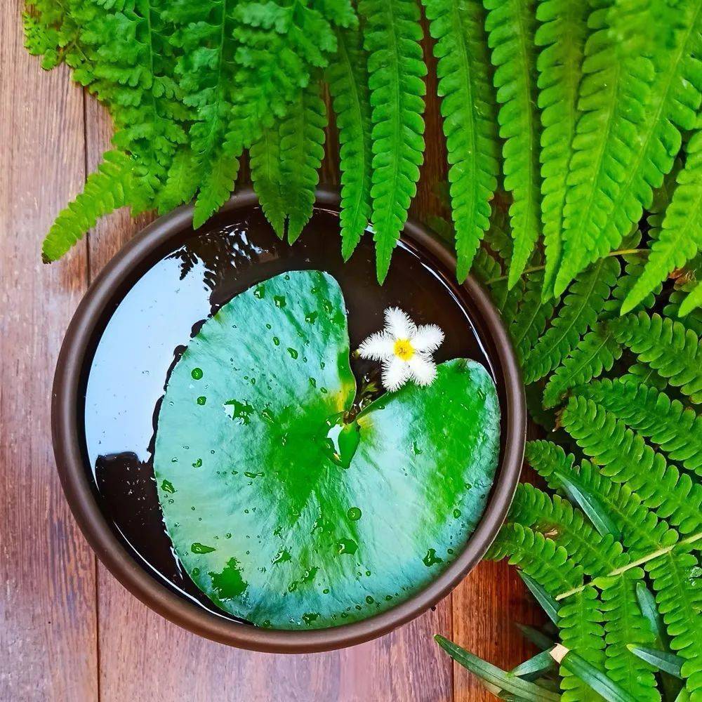 这花真神奇,一片叶子就能开花,家里养几盆,清雅又别致