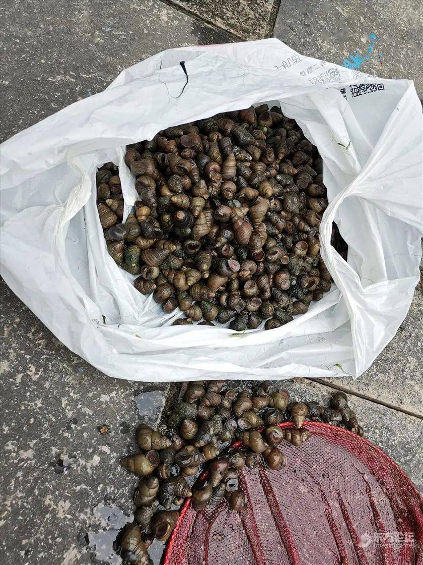 于是一大早,他找到了一条水质清澈见底的景观河,一只只蛳螺吸在河堤上