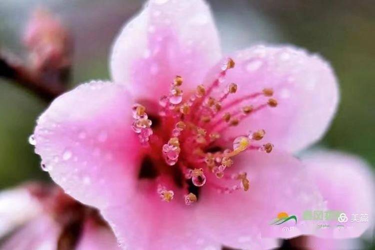 雨中桃花别样美