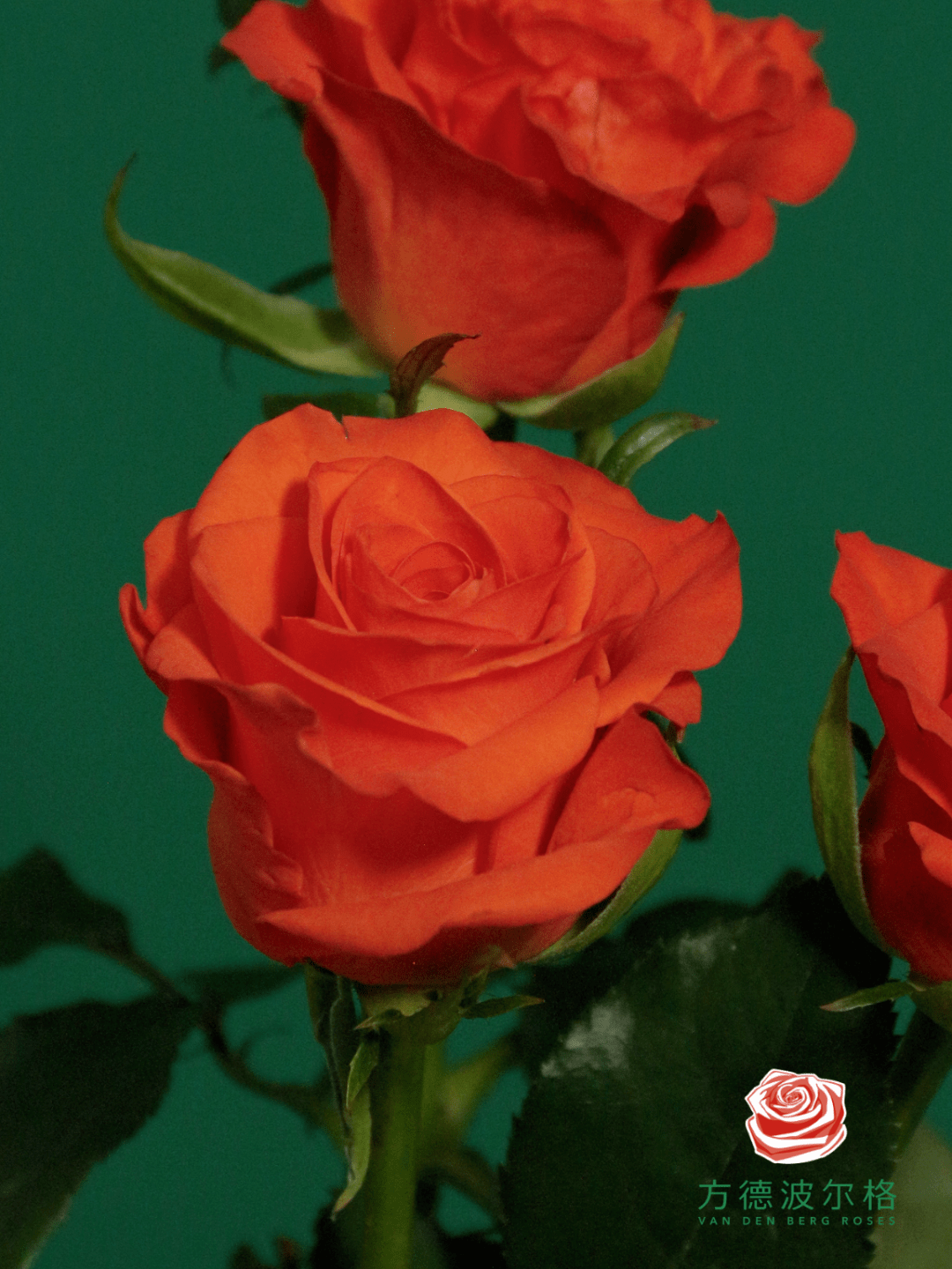 方德的新品玫瑰,你最爱哪一款?_橘色