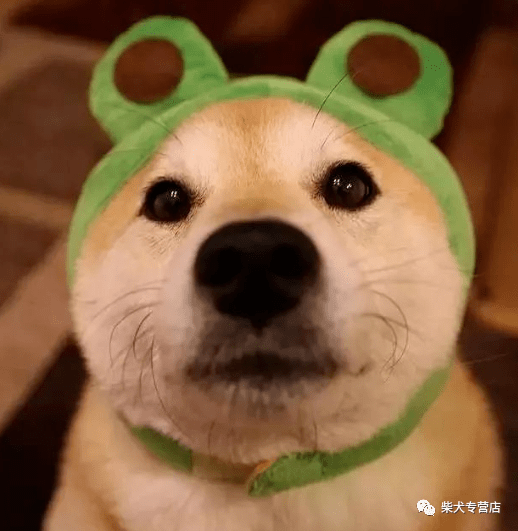 柴犬的脸特别尖 是不是串串 小柴