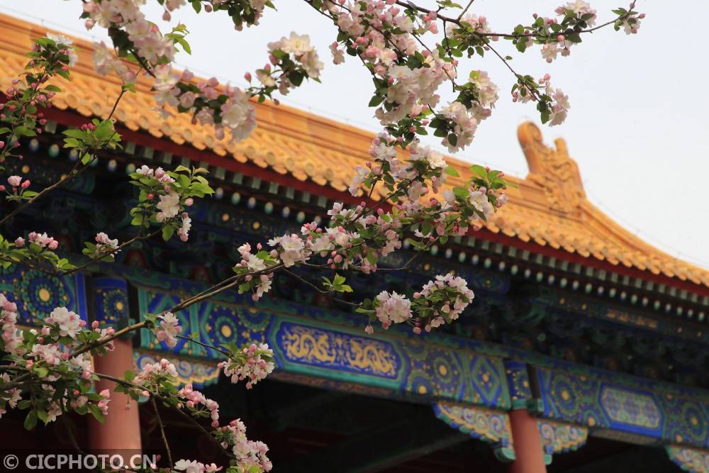 北京故宫：海棠烂漫 美不胜收