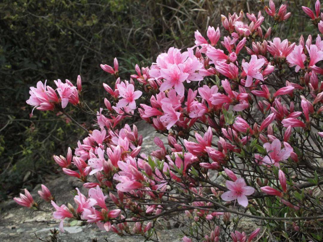 杜鵑花開滿山紅最美人間四月天