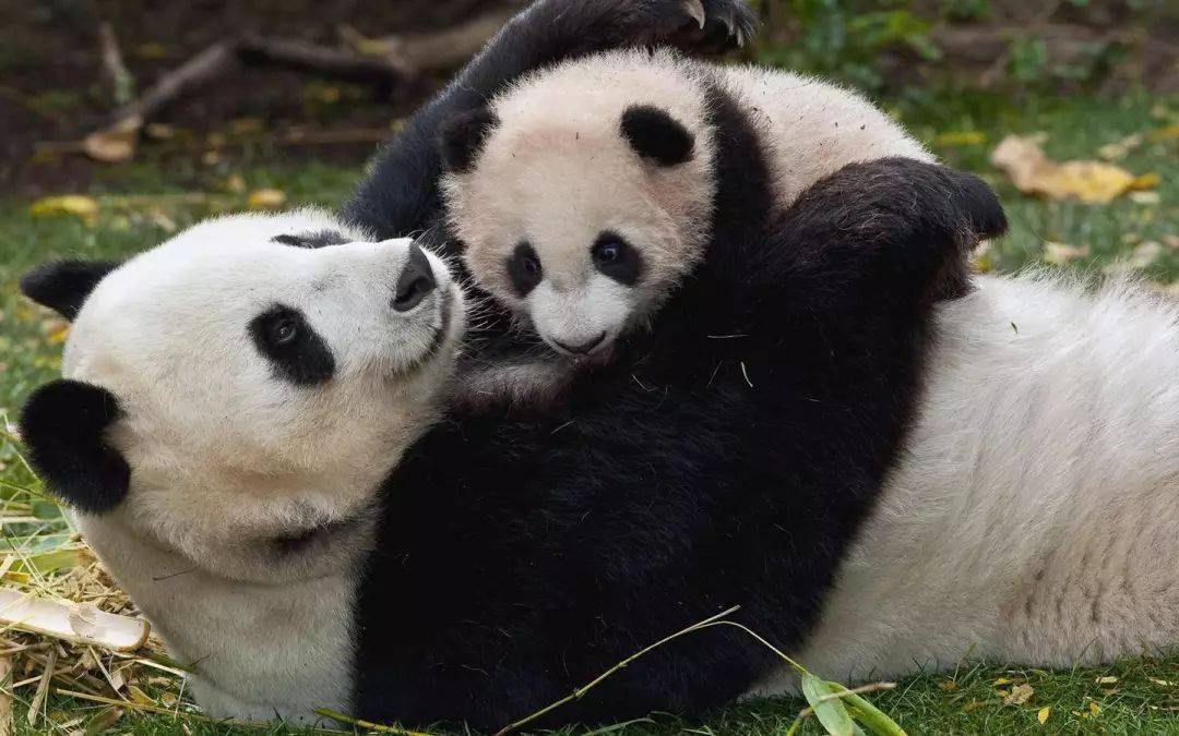 【親子嗨翻天】4月11號//杭州野生動物園一日遊