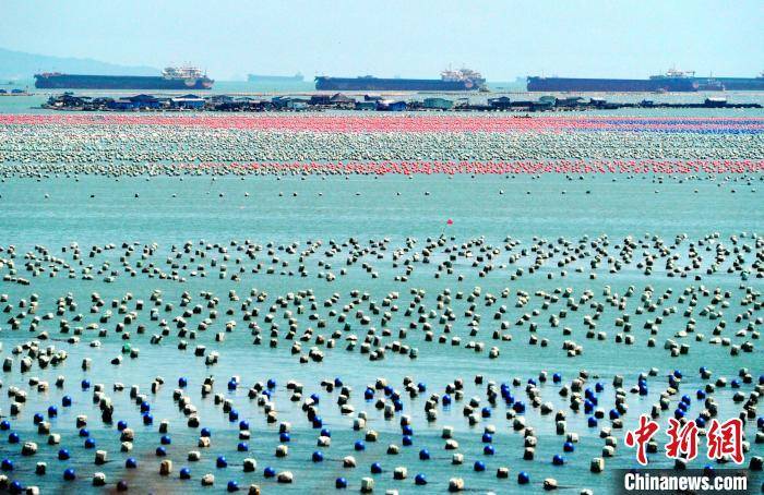 福建连江：“海上牧场”蔚为壮观