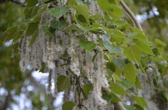 中午吃饭吃一嘴毛, 在这个满城"飘雪"的季节, 张嘴大笑都得小心翼翼.