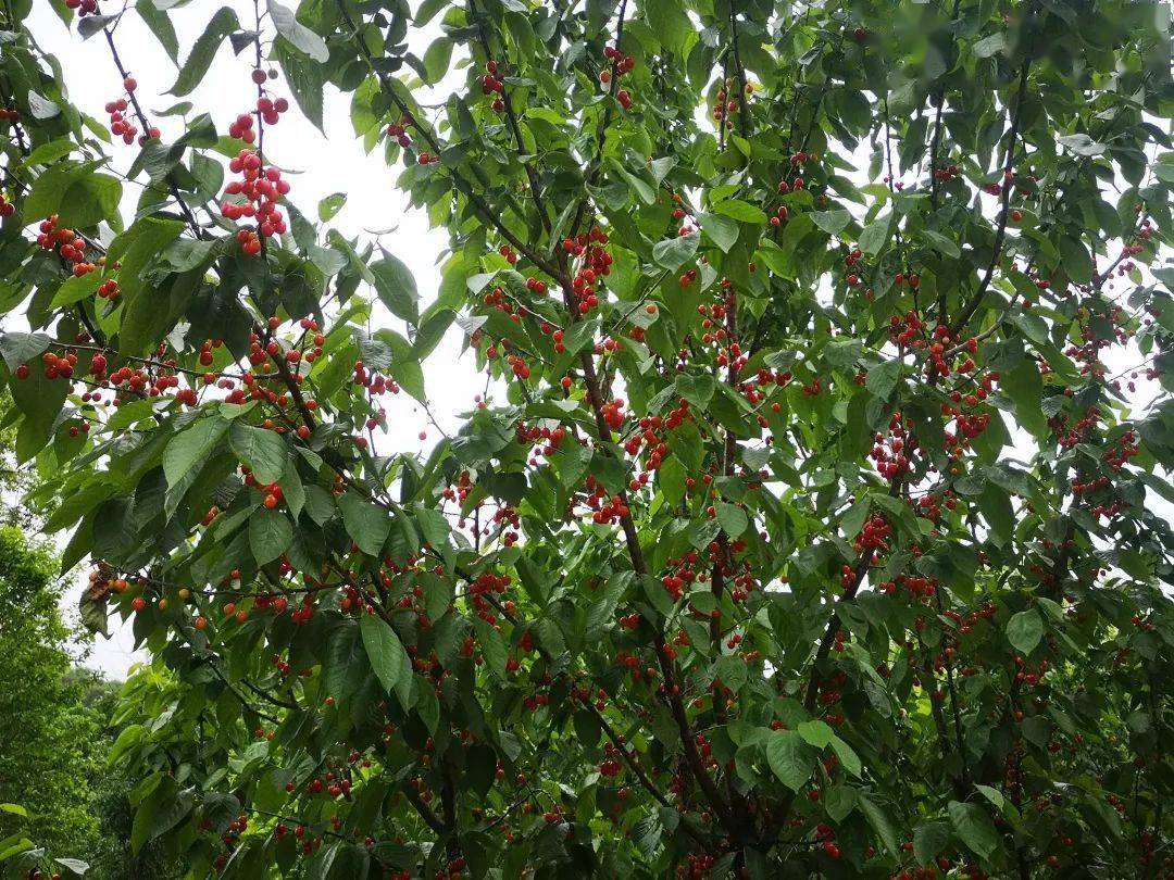 2021镇宁樱桃采摘旅游季即将重磅开幕初恋樱桃比赛吃到你爽