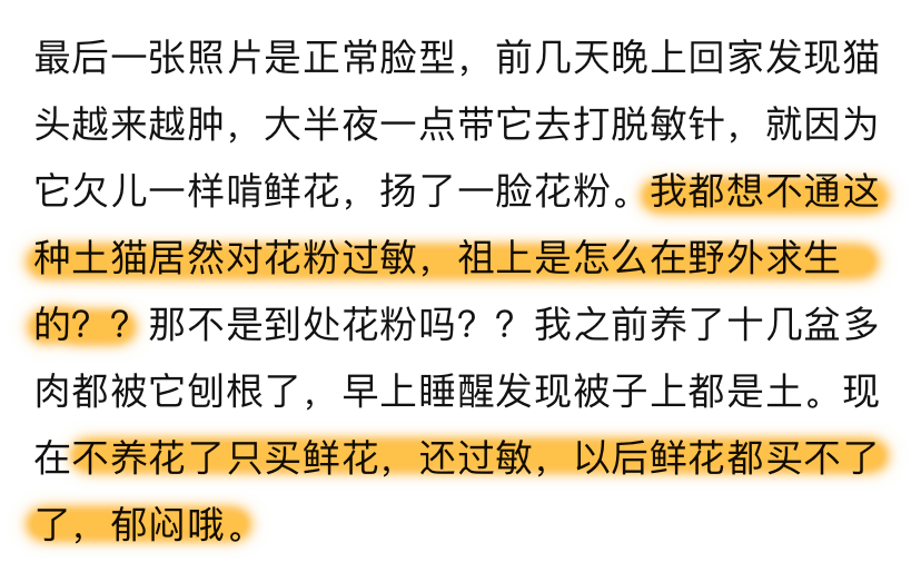 猫咪坟前长出彼岸花,主人感动落泪,却被告知这正是杀猫的凶手!_养猫