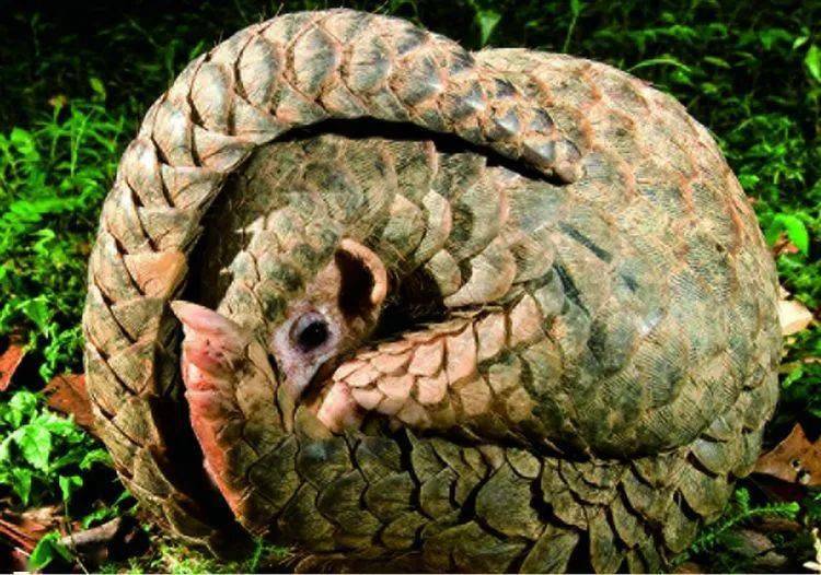 曾与恐龙同行,如今因为价值万金而濒临灭绝_穿山甲