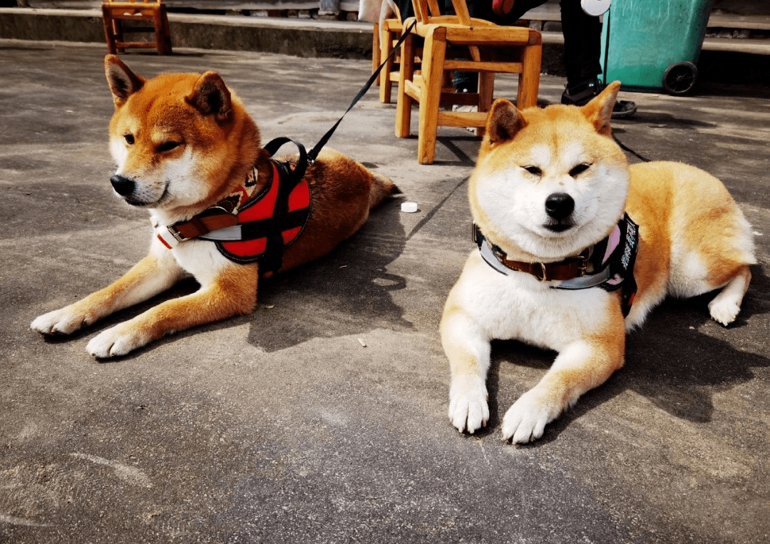 蘑菇屋第一季现况 feefdbc243f34aa79506a5a759333f3b.png