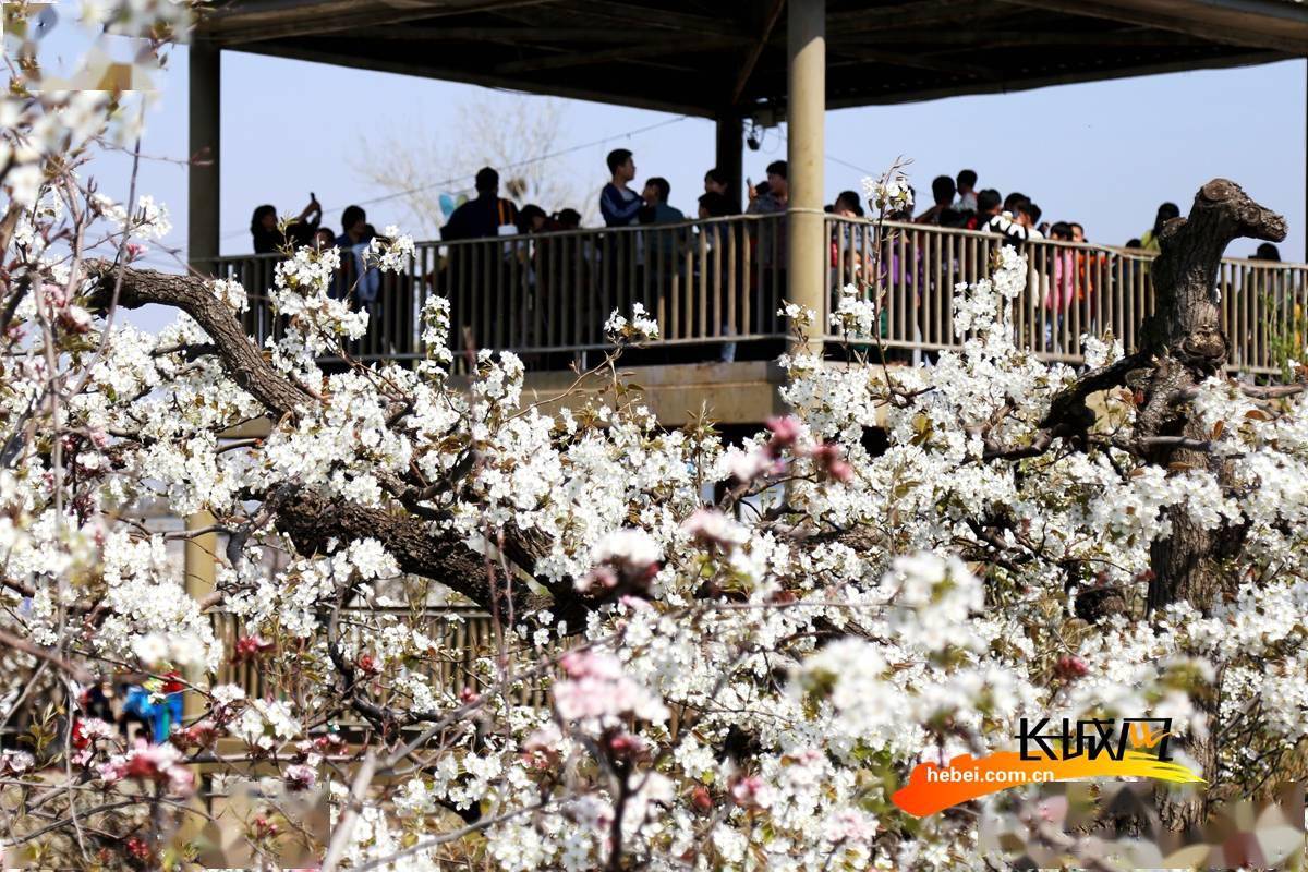高清组图|河北肃宁:梨花如雪映阳春_梨园