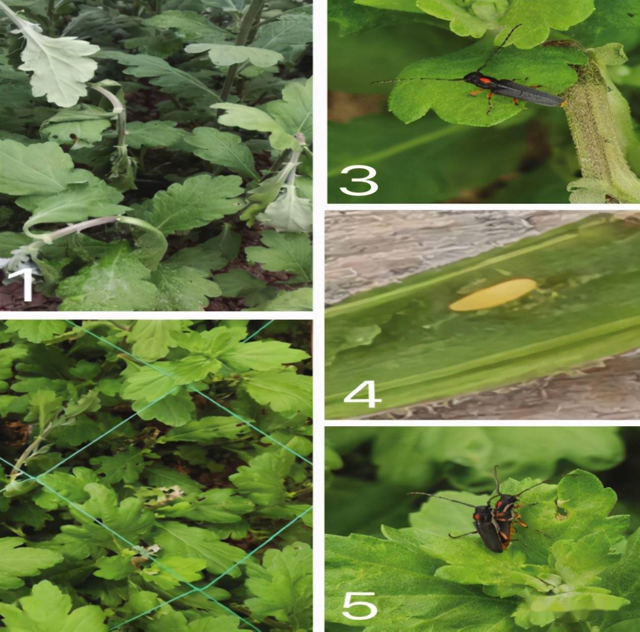 基金项目浙江切花菊天牛的发生危害与防治