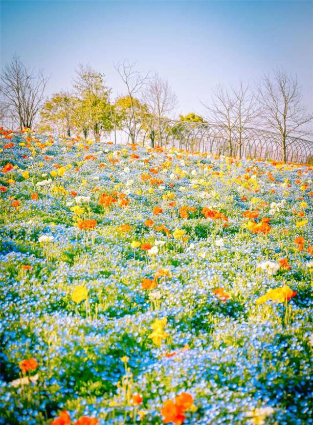 人间四月芳菲尽假的松江这些地方花开正盛