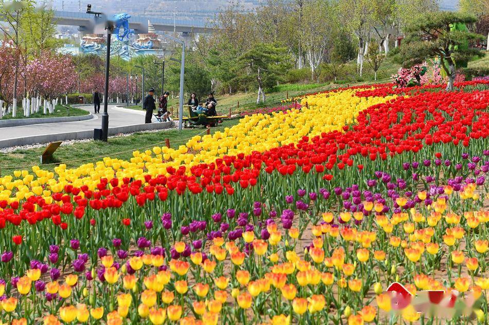 新天水35万盆花仙子与你浪漫相约天水市麦积区第五届郁金香花卉展10日