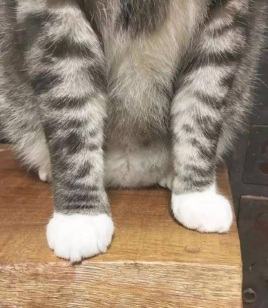 小猫猫,白手套,萌到晕