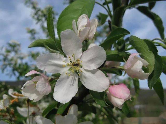 42. 【饴糖】海棠malus sugar tyme43.