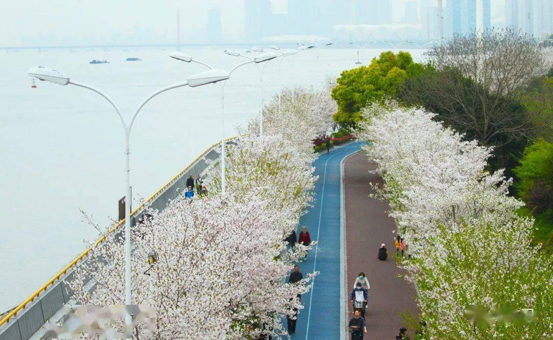 美爆这条有2300株樱花的最美绿道视频来了