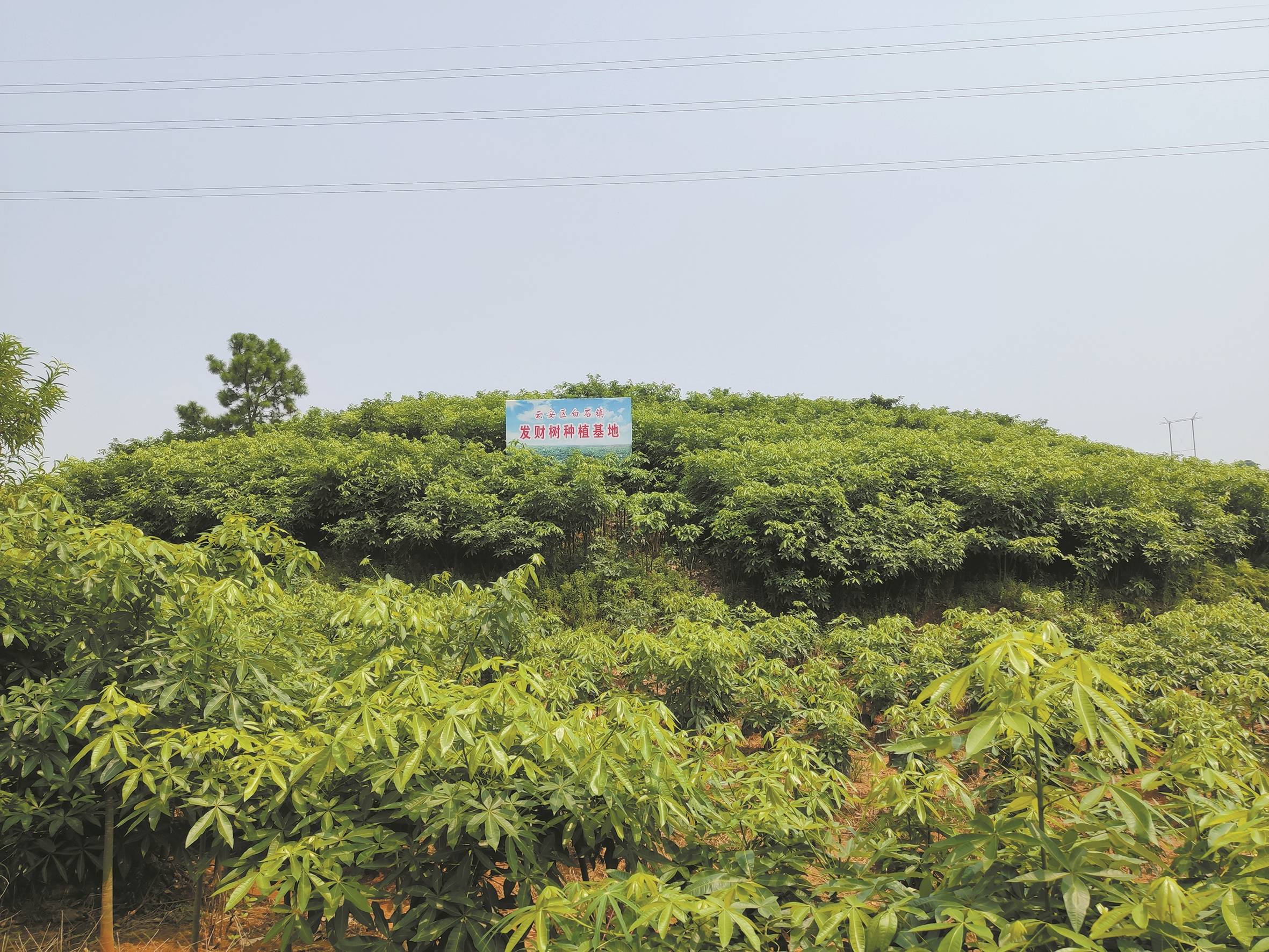 发财树种植基地 受访单位供图产业联农带农富农绿色产业效应持续发财