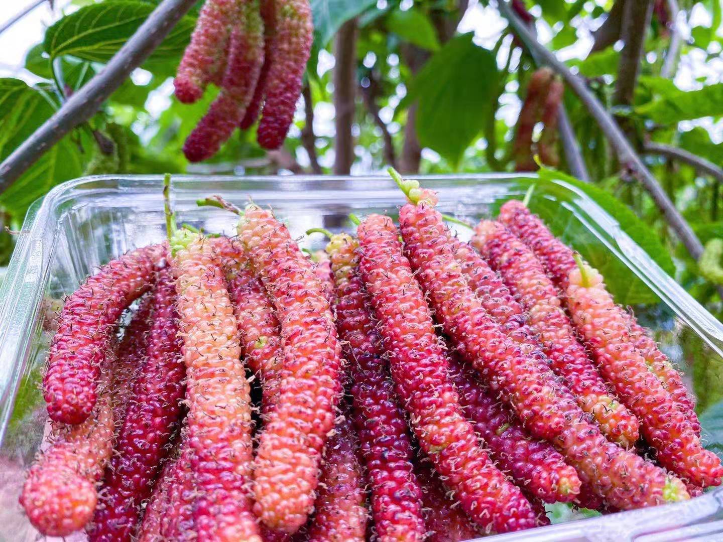 身高18厘米 通州长果桑进入最佳采摘季