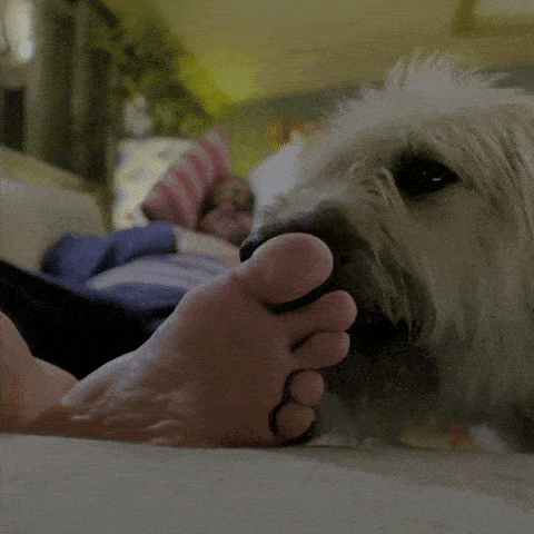 为什么狗喜欢舔主人的脚