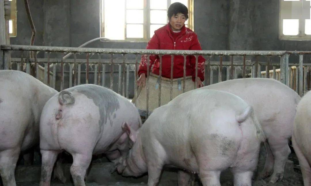 猪肉价格下降影响猪价吗 f6a0c1e5d25947cea3aa060aec97b31f.jpeg