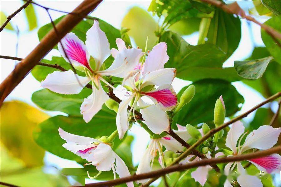保山人游保山暮春白露花正艳暗香涌动满山坳