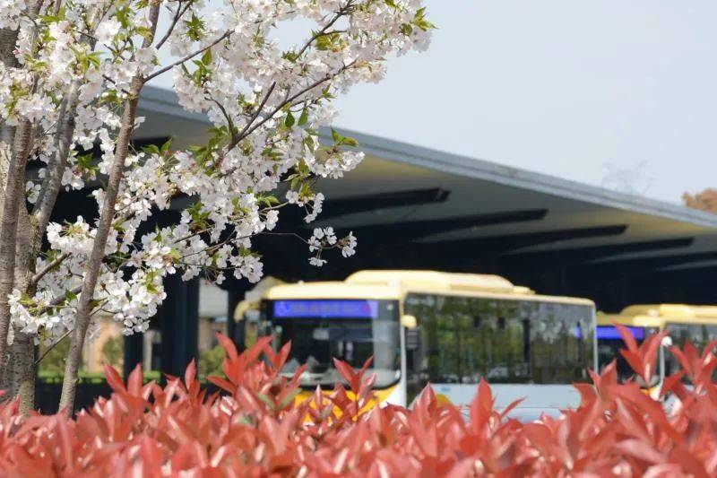 人间最美四月天！坐上度假区短驳公交，一起去赏花吧