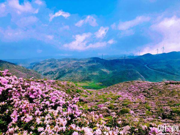 美！贵州乌蒙大草原万亩杜鹃花绽放 迎来最佳观赏期