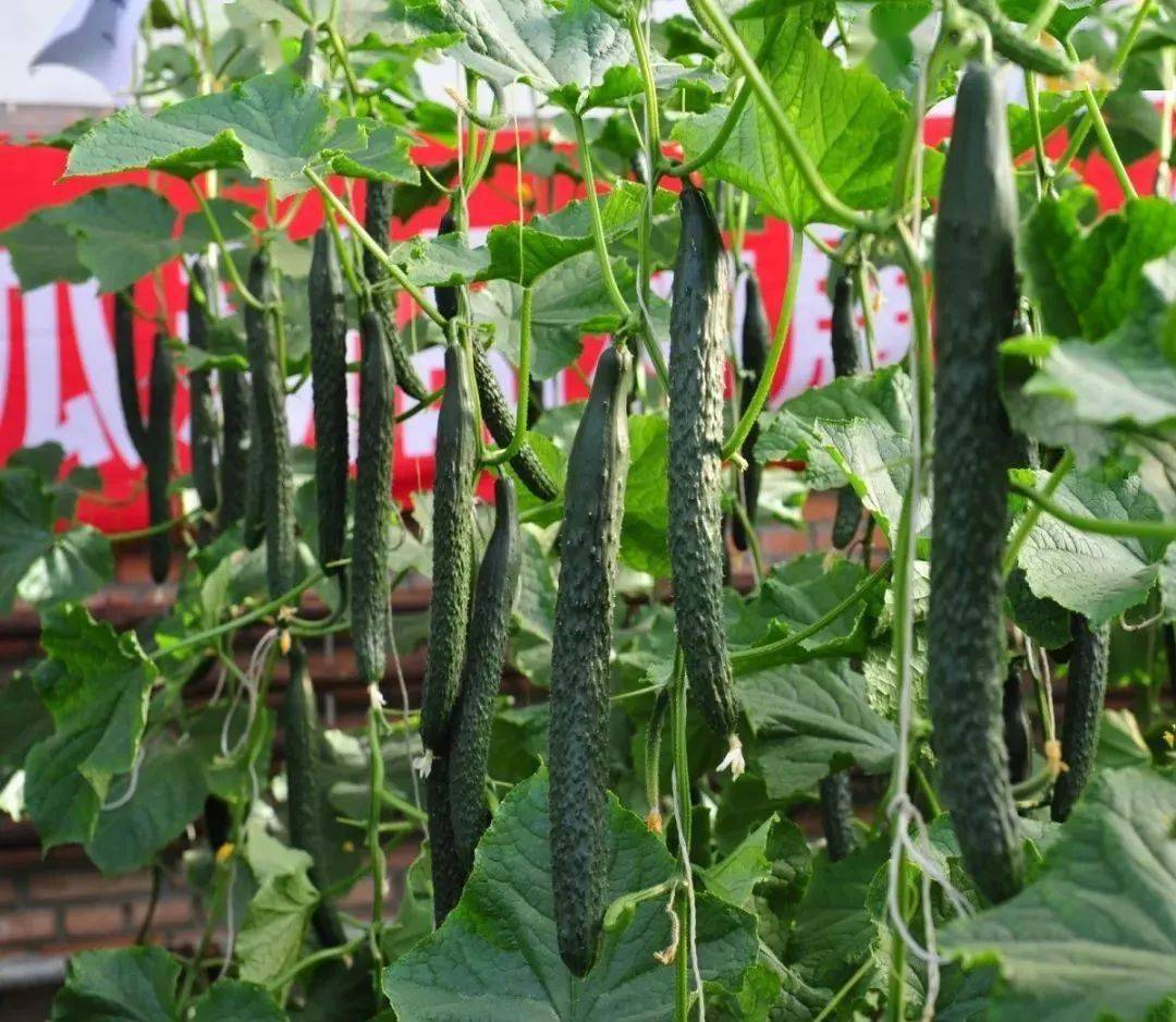 十三五我国黄瓜遗传育种研究结硕果这些品种具有代表性
