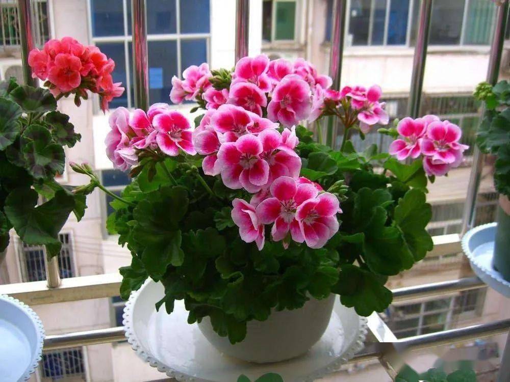 怎么养花才能养得好开花大 d262b47caec4472da4e17cbdecf27982.jpeg