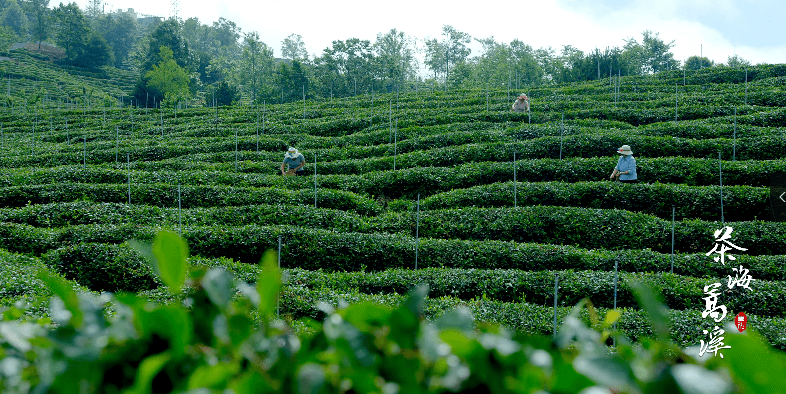 刚刚青川又一首原创歌曲家乡的七佛贡茶发布啦快来听听