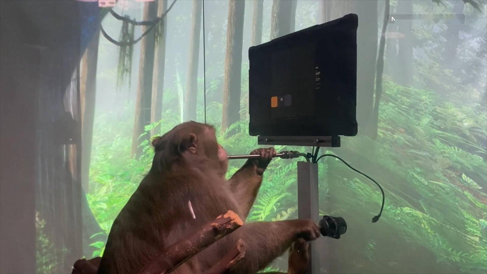 马斯克公布脑机接口视频猴子能用意念打游戏
