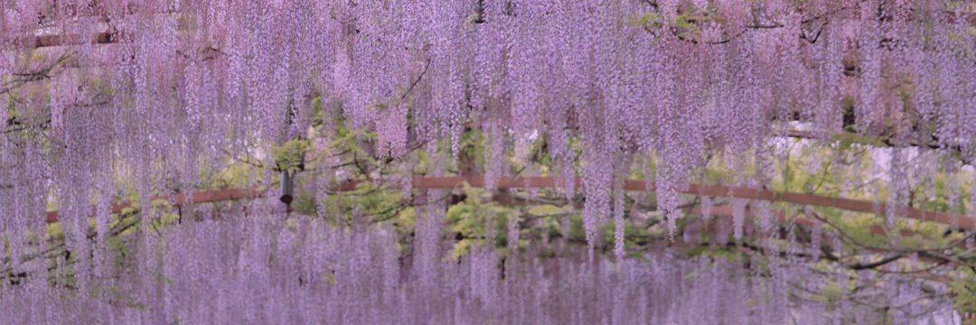成都周边的「紫藤花长廊」，误入紫色秘境！