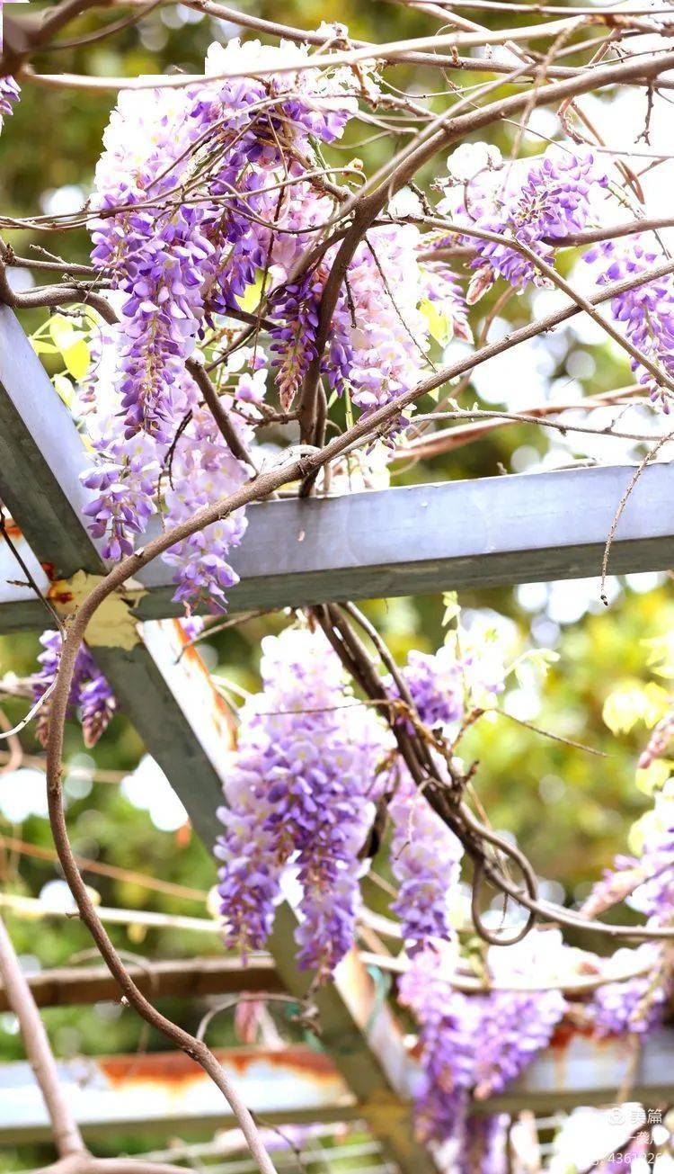 花卉摄影又见一帘幽梦