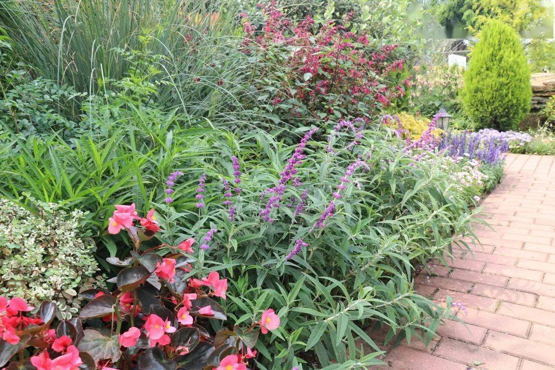 鼠尾草家族庞大,有1000余个品种,那适合华南地区的有……_salvia