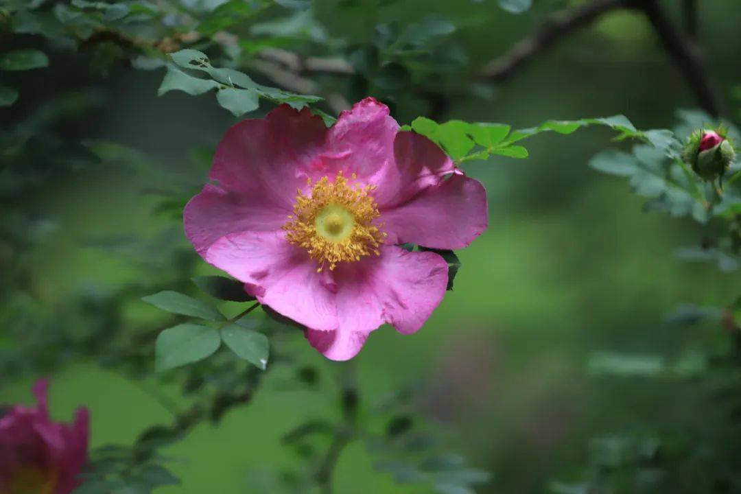 蔷薇连春接夏开风好带香来
