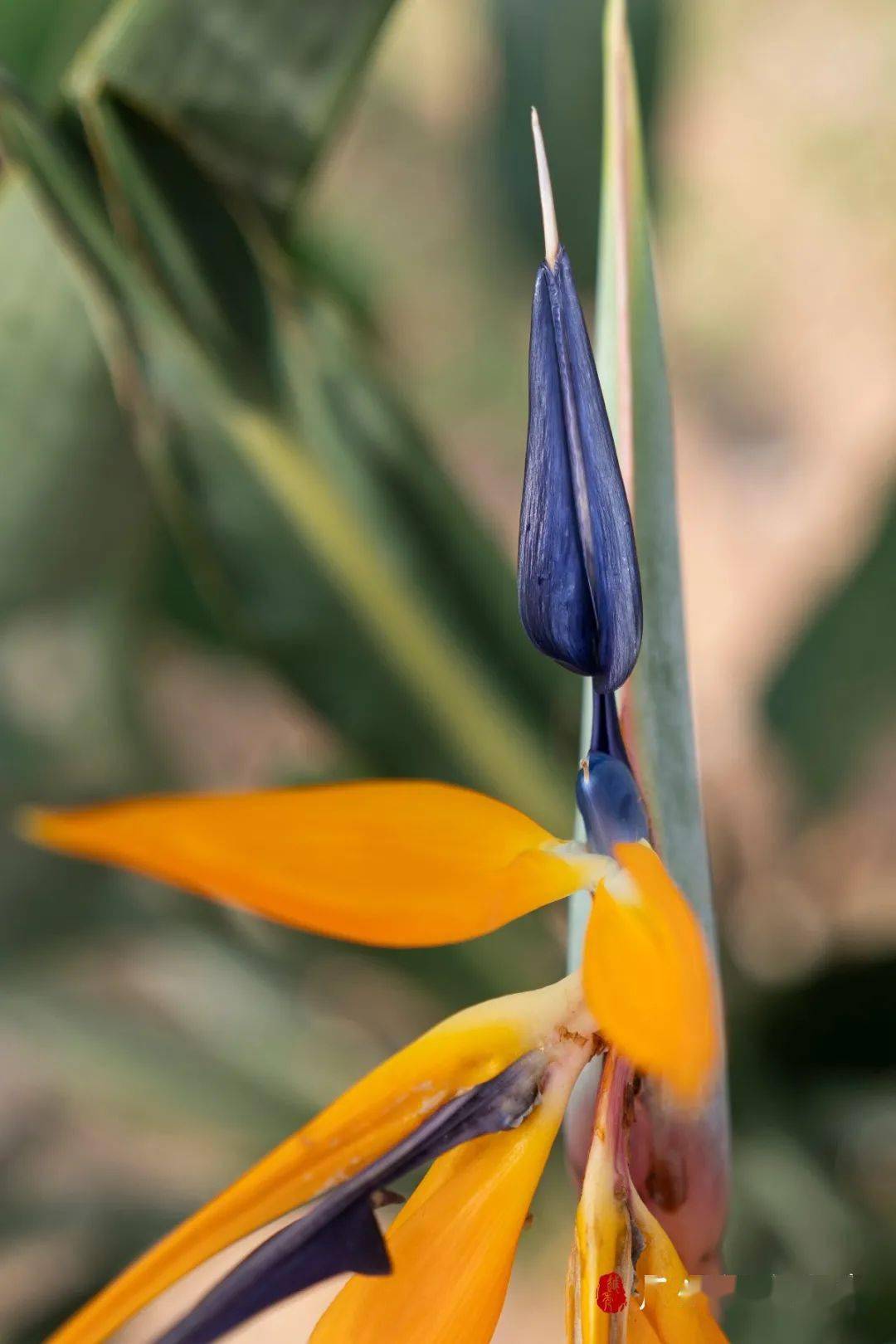 没想到你的笑容和这片金色海洋好衬