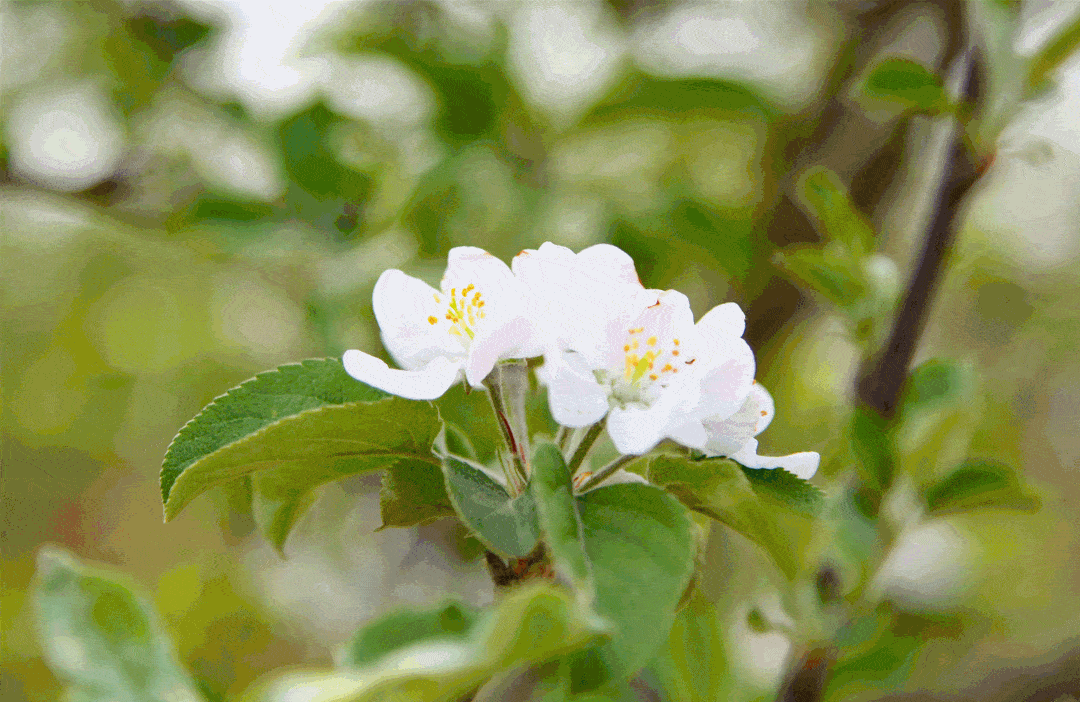 苹果树是乡亲们的致富树当前,正是苹果花的花开时节未开的花骨朵带着