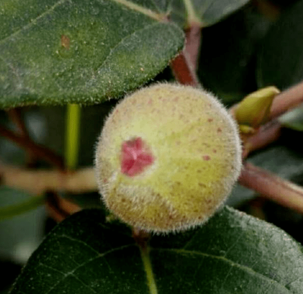 绳,为落叶小灌木;叶片先端渐尖,基部楔形,与条叶榕相比叶形较为宽长