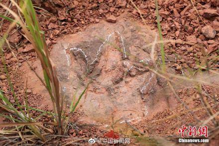 团队|福建上杭新增发现恐龙足迹化石364枚