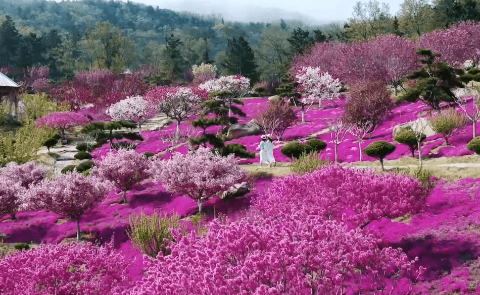 美的不像话,赤山的春天叫花海!_威海人
