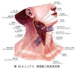 腮腺炎具体位置图片图片