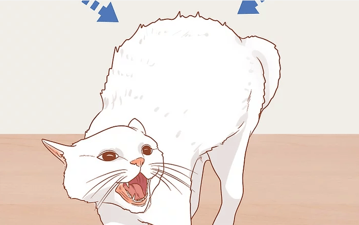 观察猫背和尾巴上的毛发.