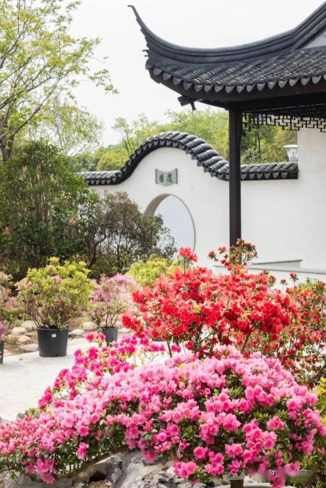 十里杜鹃竞芳菲第十七届中国杜鹃花展览会将在江苏常州举办动态