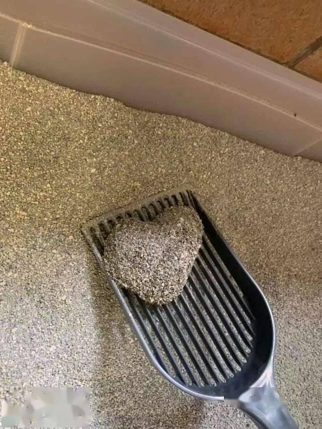 白猫每天在猫砂盆中留下爱你的形状只为报答主人救命之恩