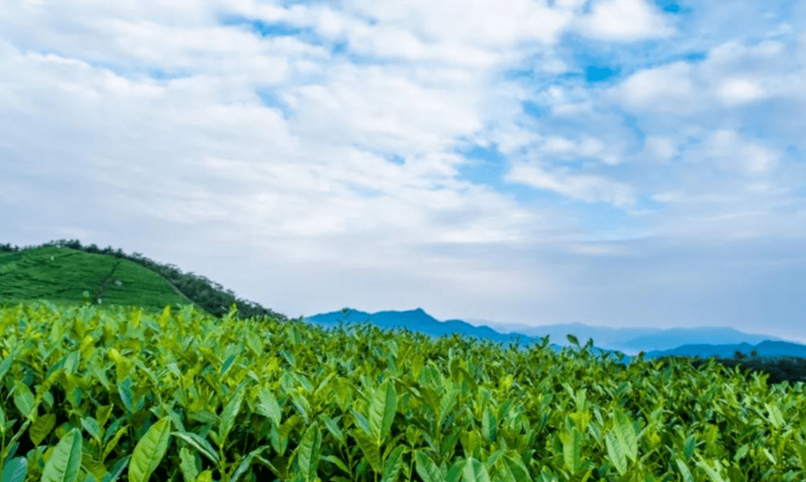 4月13日,到羊岩山赴一场"茶文化旅游节"之约