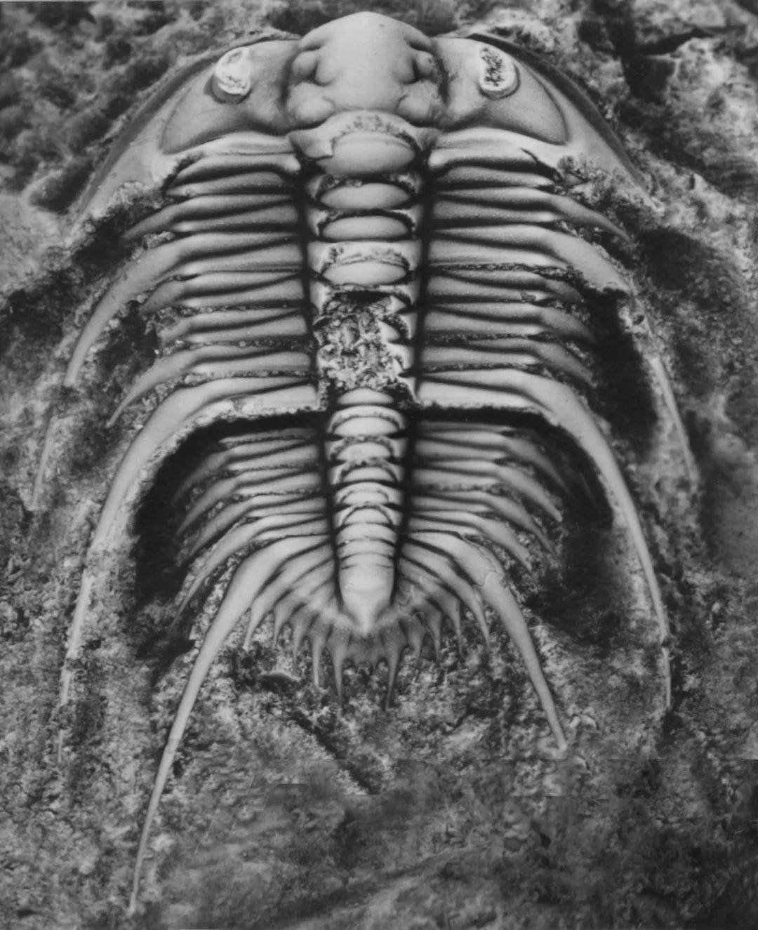 化石|史上最大规模的生命灭绝事件，可能是因为它！