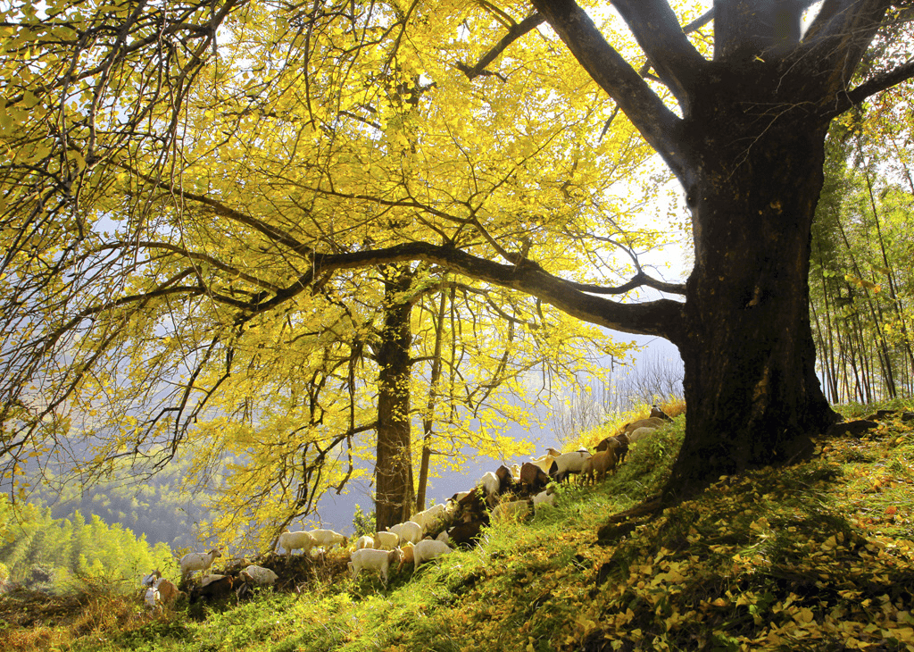 以法为盾 守护"绿色活文物" ——福建省出台《福建省古树名木保护管理
