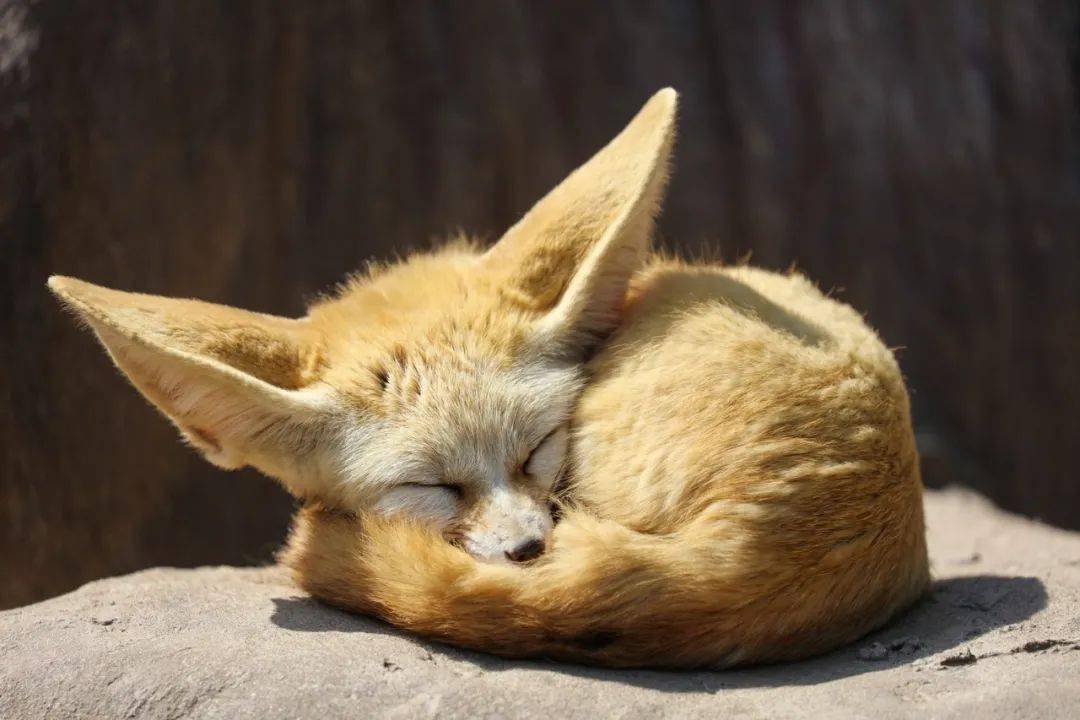10种动物耳朵图片图片